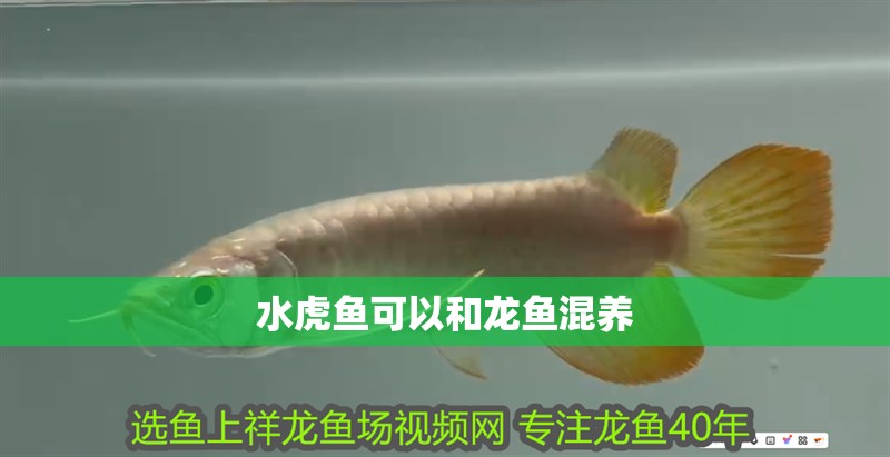 水虎魚可以和龍魚混養(yǎng)