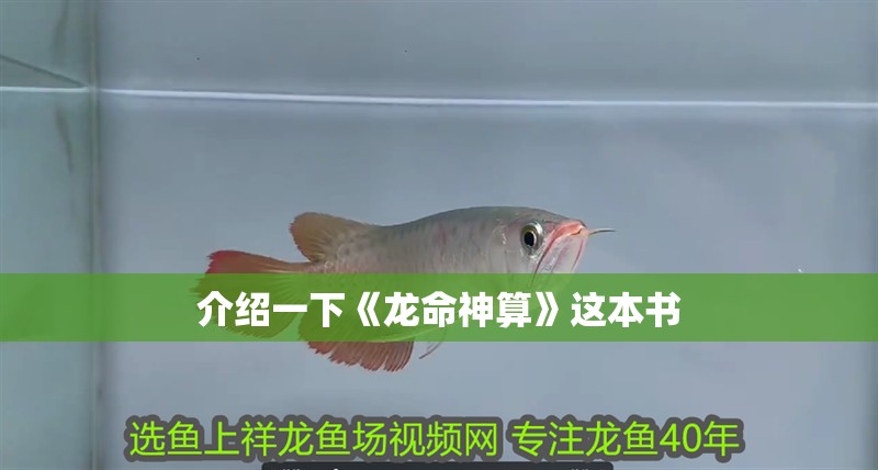 介紹一下《龍命神算》這本書