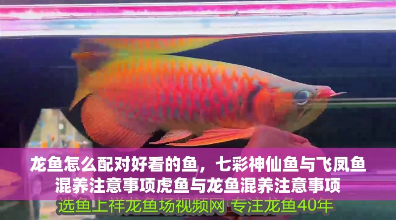 龍魚怎么配對好看的魚，七彩神仙魚與飛鳳魚混養注意事項虎魚與龍魚混養注意事項