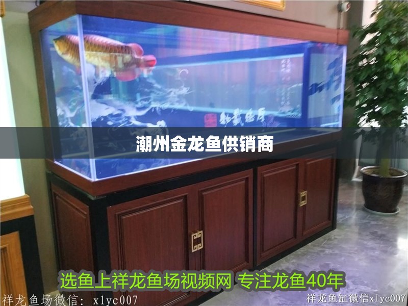 潮州金龍魚供銷商