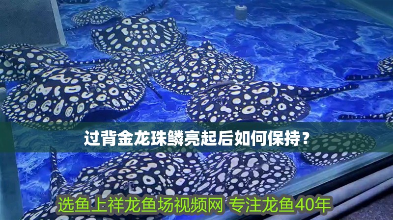 過背金龍珠鱗亮起后如何保持？