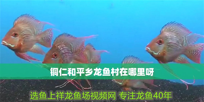 銅<strong><mark>仁和</mark></strong>平鄉龍魚村在哪里呀