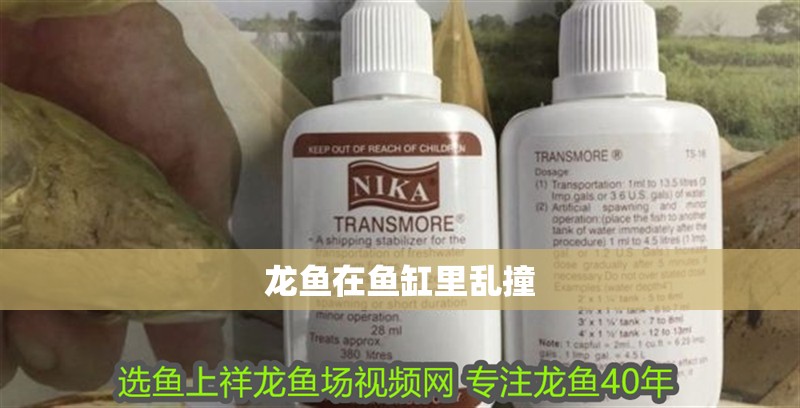 龍魚在魚缸里亂撞