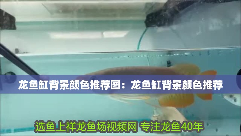 龍魚缸背景顏色推薦圖：龍魚缸背景顏色推薦