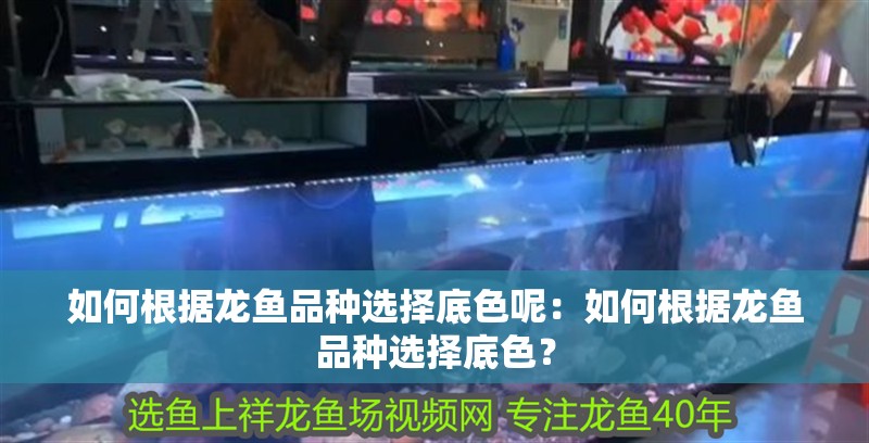 如何根據龍魚品種選擇底色呢：如何根據龍魚品種選擇底色？
