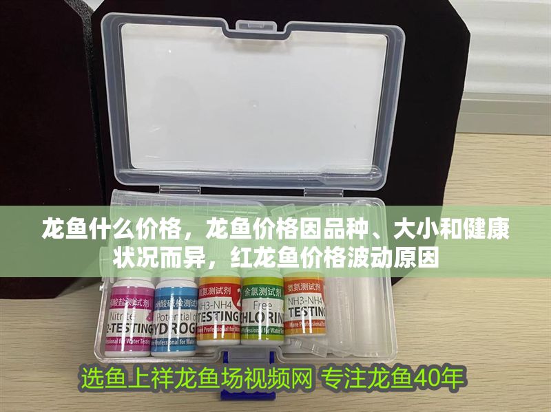 龍魚什么價格，龍魚價格因品種、大小和健康狀況而異，紅龍魚價格波動原因