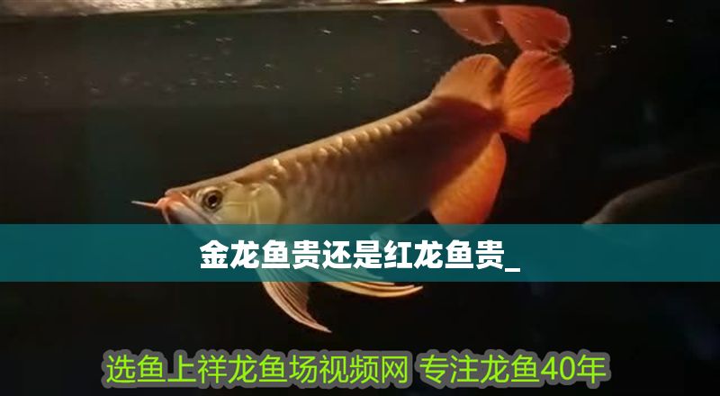 金龍魚貴還是紅龍魚貴_