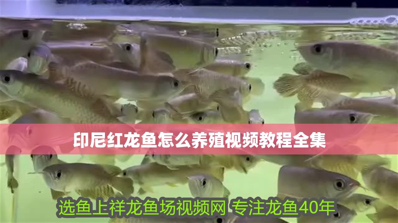 印尼紅龍魚怎么養殖視頻教程全集