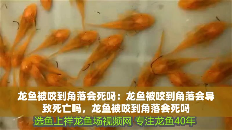 龍魚被咬到角落會死嗎：龍魚被咬到角落會導致死亡嗎，龍魚被咬到角落會死嗎