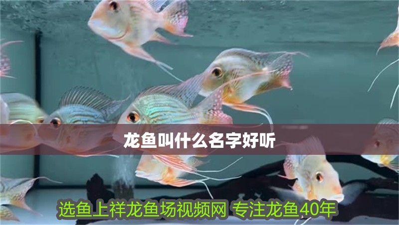 龍魚叫什么名字好聽