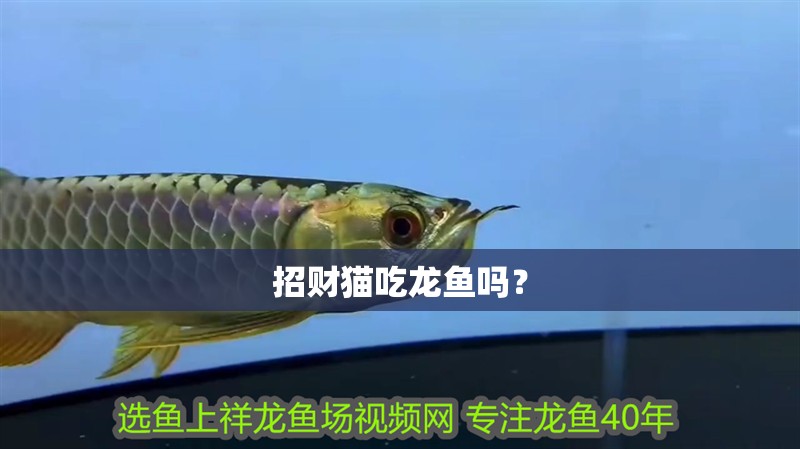 招財貓吃龍魚嗎？