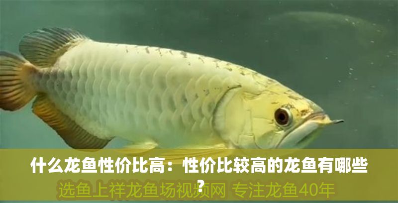 什么龍魚性價(jià)比高：性價(jià)比較高的龍魚有哪些？