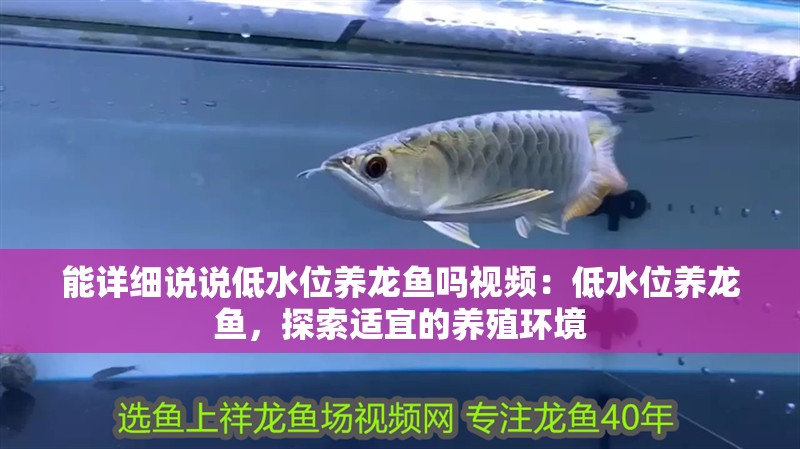 能詳細說說低水位養(yǎng)龍魚嗎視頻：低水位養(yǎng)龍魚，探索適宜的養(yǎng)殖環(huán)境