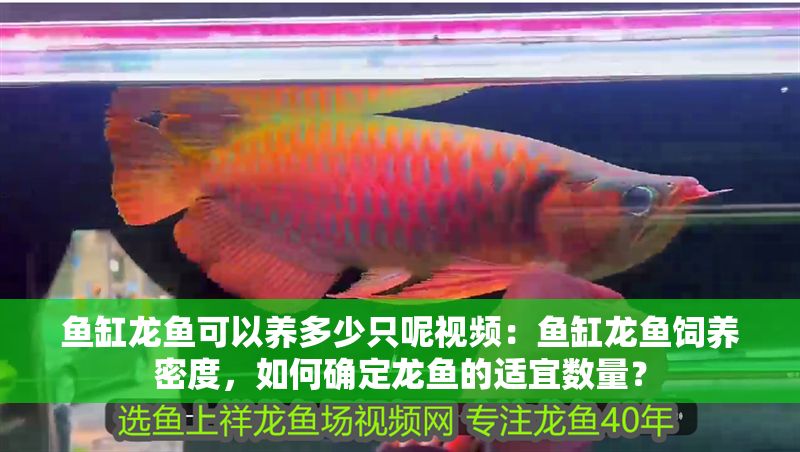 魚缸龍魚可以養多少只呢視頻：魚缸龍魚飼養密度，如何確定龍魚的適宜數量？
