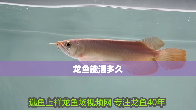 龍魚(yú)能活多久
