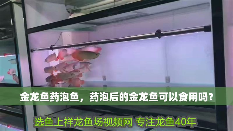 金龍魚藥泡魚，藥泡后的金龍魚可以食用嗎？