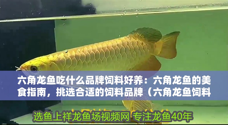 六角龍魚吃什么品牌飼料好養(yǎng)：六角龍魚的美食指南，挑選合適的飼料品牌（六角龍魚飼料品牌）