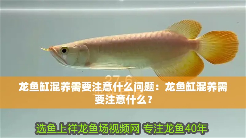 龍魚缸混養需要注意什么問題：龍魚缸混養需要注意什么？
