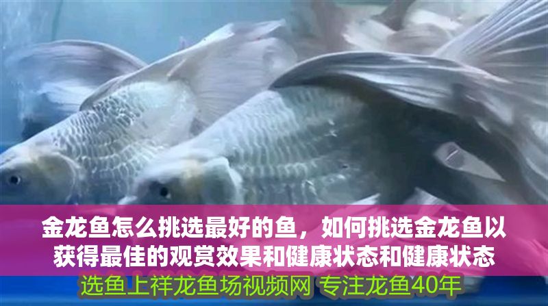 金龍魚怎么挑選最好的魚，如何挑選金龍魚以獲得最佳的觀賞效果和健康狀態和健康狀態