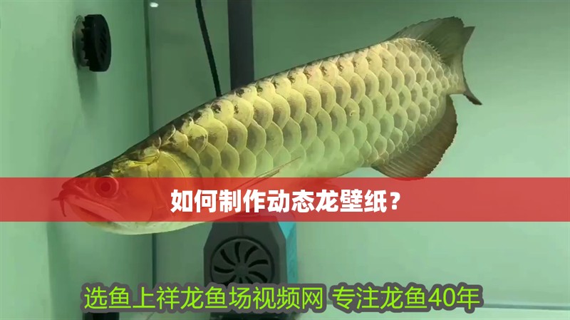 如何制作動(dòng)態(tài)龍壁紙？