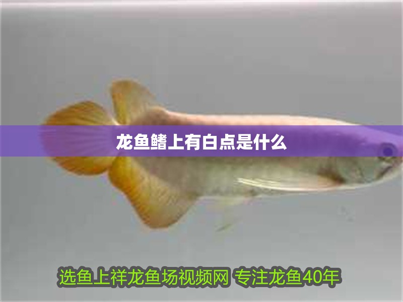 龍魚鰭上有白點是什么