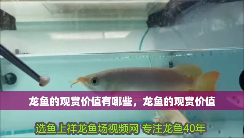 龍魚的觀賞價值有哪些，龍魚的觀賞價值