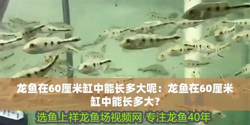 龍魚在60厘米缸中能長多大呢：龍魚在60厘米缸中能長多大？