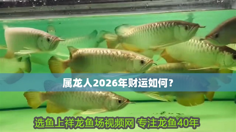 屬龍人2026年財運如何？