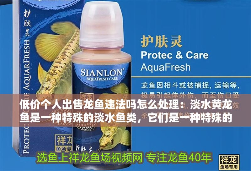 低價個人出售龍魚違法嗎怎么處理：淡水黃龍魚是一種特殊的淡水魚類，它們是一種特殊的淡水魚類