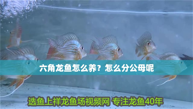 六角龍魚怎么養？怎么分公母呢