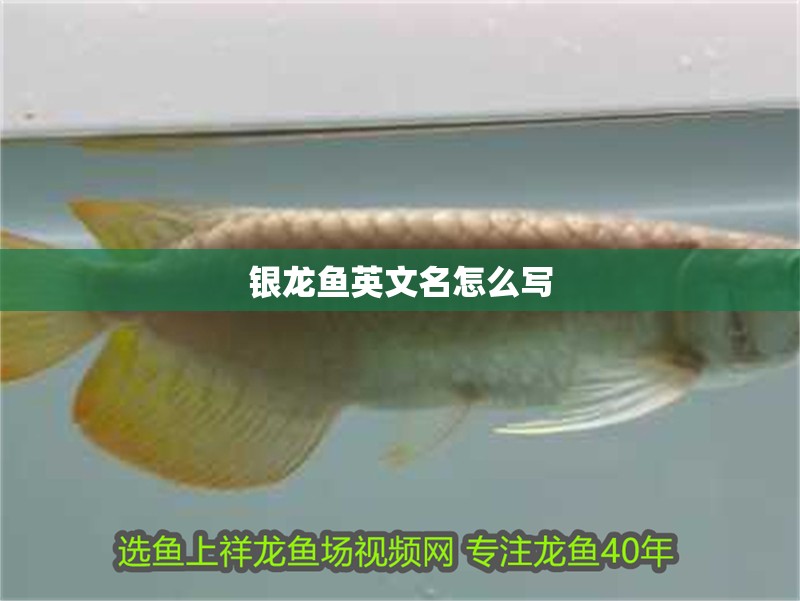 銀龍魚英文名怎么寫