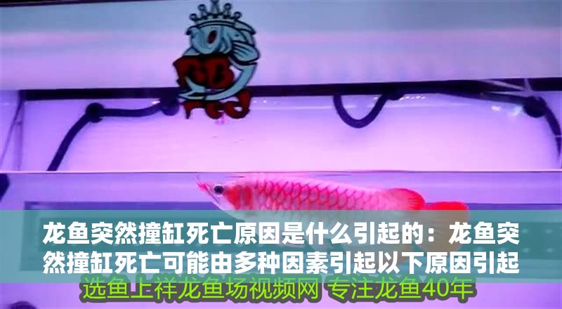 龍魚突然撞缸死亡原因是什么引起的：龍魚突然撞缸死亡可能由多種因素引起以下原因引起