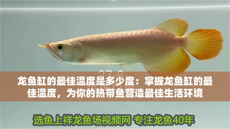 龍魚缸的最佳溫度是多少度：掌握龍魚缸的最佳溫度，為你的熱帶魚營造最佳生活環境