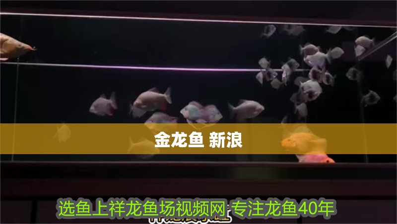 金龍魚 新浪