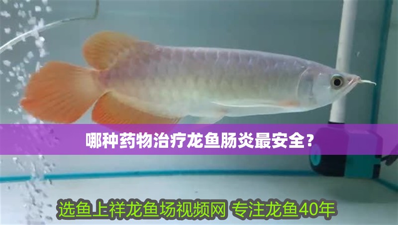 哪種藥物治療龍魚腸炎最安全？
