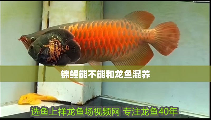 錦鯉能不能和龍魚混養(yǎng)