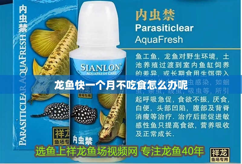 龍魚快一個月不吃食怎么辦呢