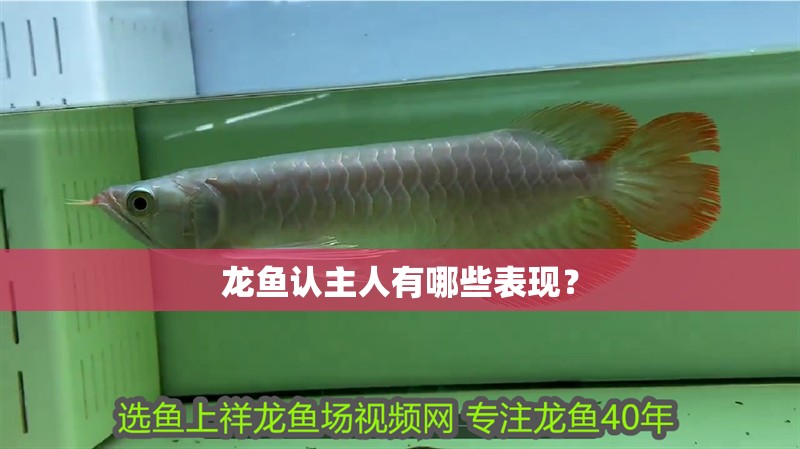 龍魚認主人有哪些表現？