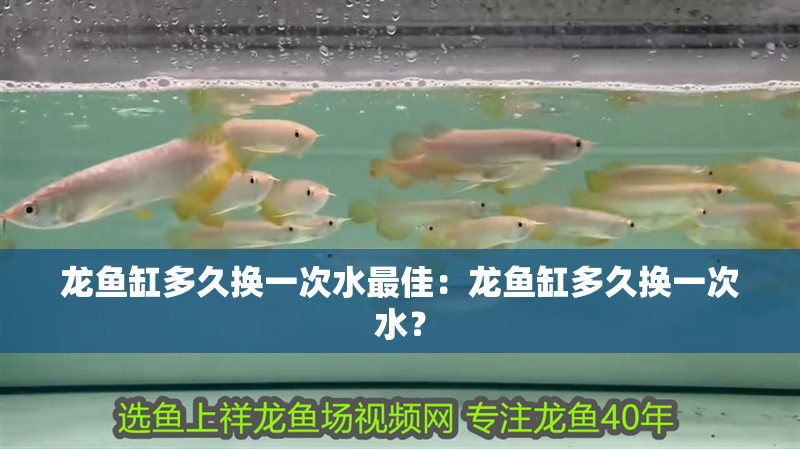 龍魚缸多久換一次水最佳：龍魚缸多久換一次水？