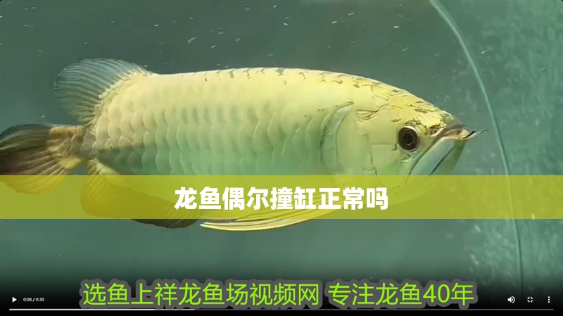 龍魚偶爾撞缸正常嗎