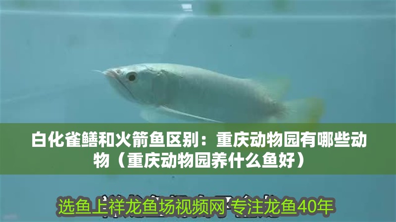 白化雀鱔和火箭魚區(qū)別：重慶動(dòng)物園有哪些動(dòng)物（重慶動(dòng)物園養(yǎng)什么魚好）