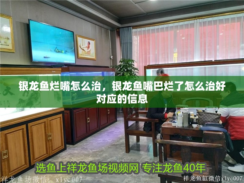 銀龍魚爛嘴怎么治，銀龍魚嘴巴爛了怎么治好對應的信息