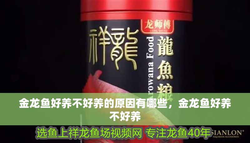 金龍魚好養不好養的原因有哪些，金龍魚好養不好養