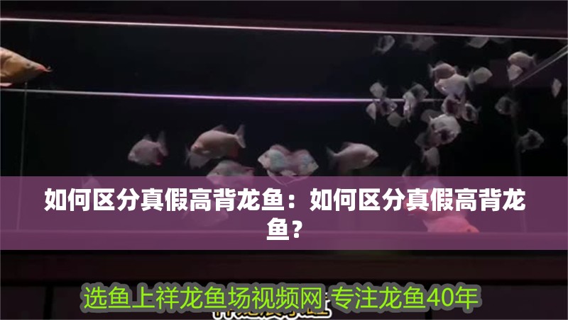 如何區分真假高背龍魚：如何區分真假高背龍魚？