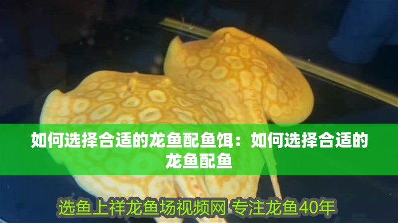 如何選擇合適的龍魚配魚餌：如何選擇合適的龍魚配魚