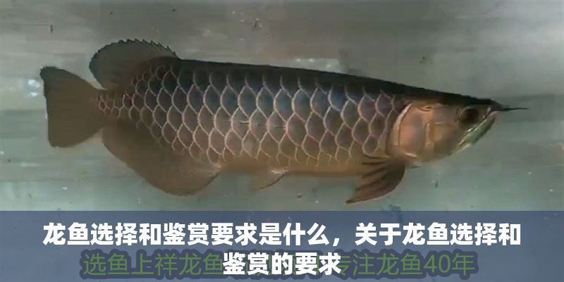 龍魚選擇和鑒賞要求是什么，關于龍魚選擇和鑒賞的要求