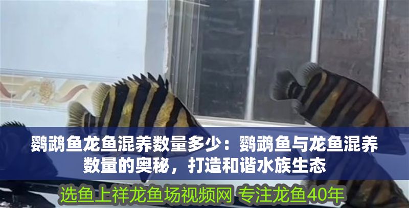 鸚鵡魚龍魚混養數量多少：鸚鵡魚與龍魚混養數量的奧秘，打造和諧水族生態
