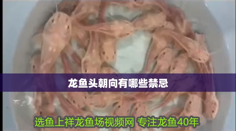龍魚頭朝向有哪些禁忌