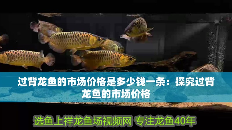 過背龍魚的市場價格是多少錢一條：探究過背龍魚的市場價格