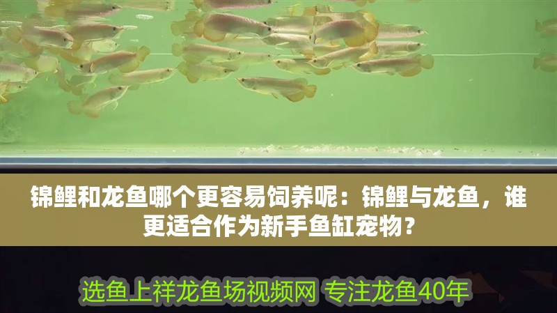 錦鯉和龍魚哪個更容易飼養呢：錦鯉與龍魚，誰更適合作為新手魚缸寵物？